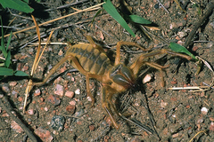Galeodidae