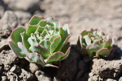 Alstroemeria umbellata