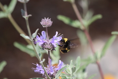 Bombus crotchii