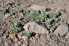 Alstroemeria umbellata