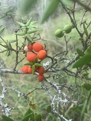 Alyxia ruscifolia