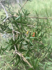 Alyxia ruscifolia