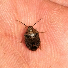 Dryadocoris apicalis