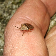 Dryadocoris apicalis