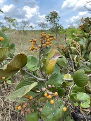 Dilleniaceae
