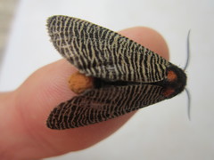 Graphelysia strigillata