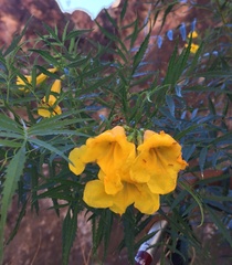 Tecoma stans angustata