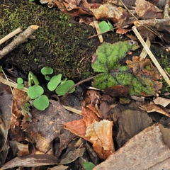 Tiarella stolonifera