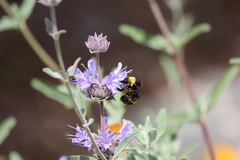 Bombus crotchii