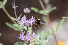 Bombus crotchii