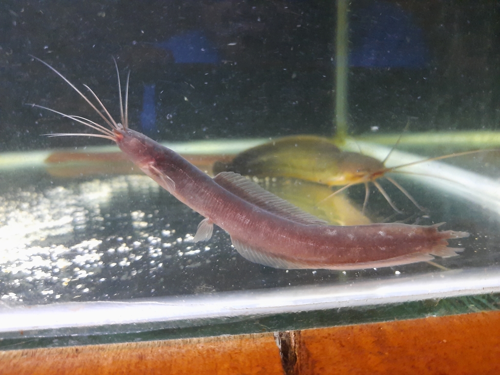 Encheloclarias velatus (Encheloclarias velatus)