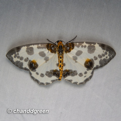 Abraxas amicula-illuminata