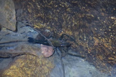 Macrobrachium laevis