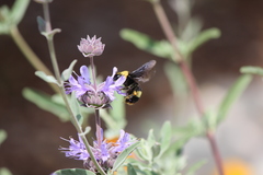 Bombus crotchii