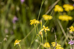 Goodenia pinnatifida