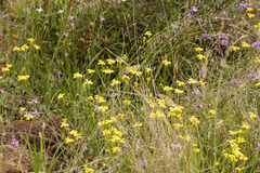Goodenia pinnatifida
