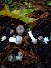 Pseudochitonia