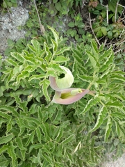 Angelica hendersonii