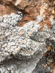 Rhizoplaca chrysoleuca