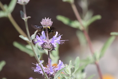 Bombus crotchii