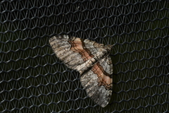 Xanthorhoe packardata