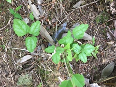 Akebia trifoliata