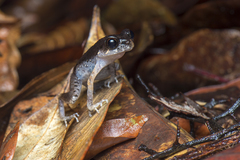 Leptobrachella gracilis