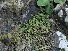 Leptinella squalida squalida