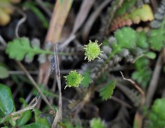 Leptinella squalida squalida