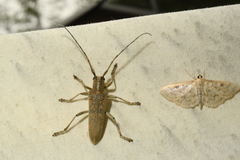 Saperda calcarata