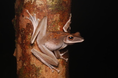 Polypedates colletti