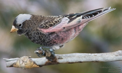 Black Rosy-Finch photo 3