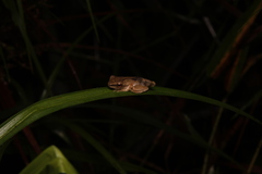 Polypedates leucomystax