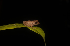 Philautus davidlabangi