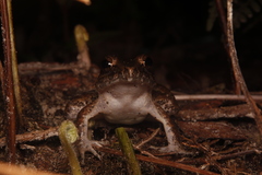 Limnonectes paramacrodon