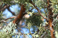 Walshomyia juniperina