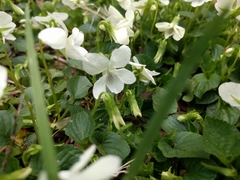 Viola striata