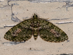 Chloroclystis rubroviridis