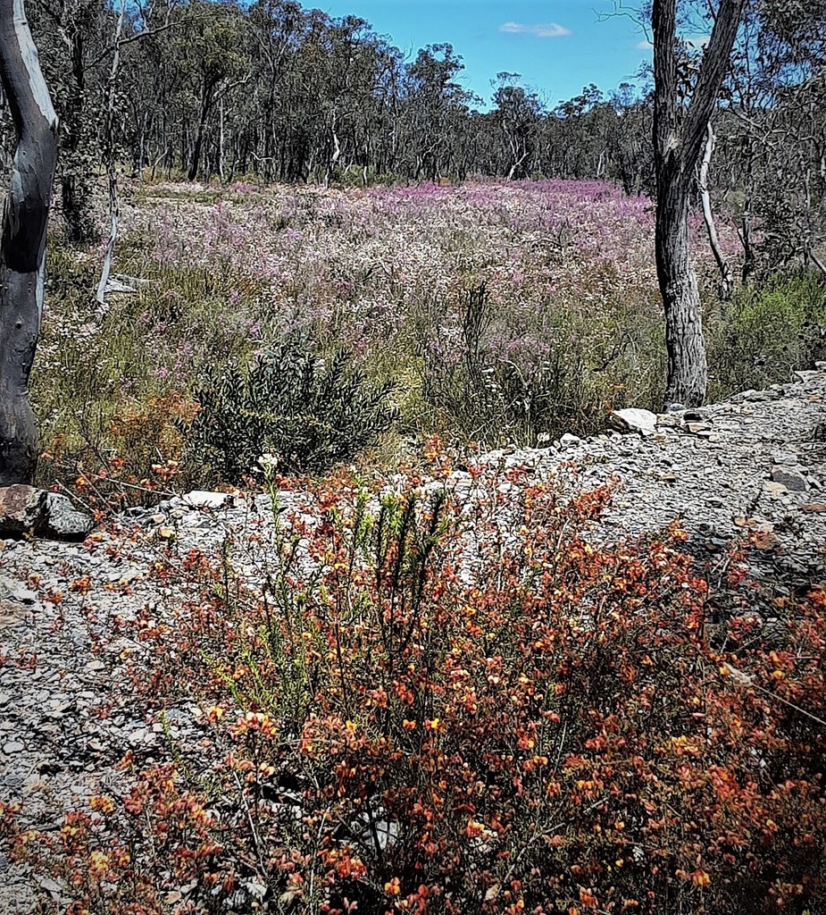 Small Leaf Parrot Pea From Ben Bullen State Forest Nsw Australia