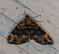 Xanthorhoe curcumoides