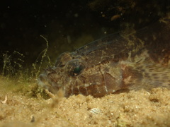 Callogobius mucosus