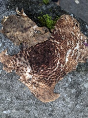 Lepiota brunneoincarnata