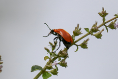 Tetraonyx frontalis