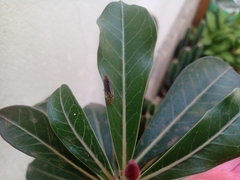 Dilobopterus costalimai