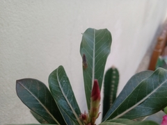 Dilobopterus costalimai