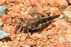 Lactista stramineus