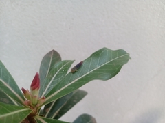 Dilobopterus costalimai