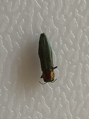 Agrilus smaragdifrons