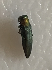 Agrilus smaragdifrons
