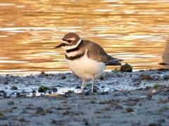 Charadrius vociferus